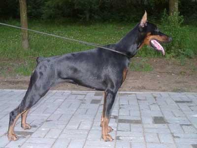 Bakkara iz Slavnoi Stai | Black Doberman Pinscher