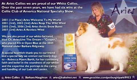 Aries Reap The Wild Wind | Rough Collie 