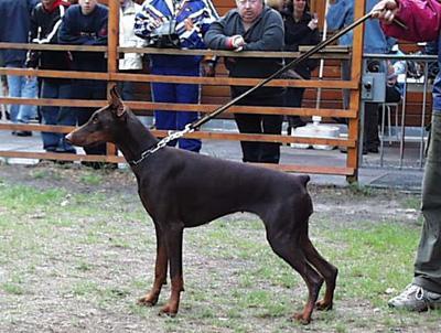 Ohara Odera The Best Line | Brown Doberman Pinscher