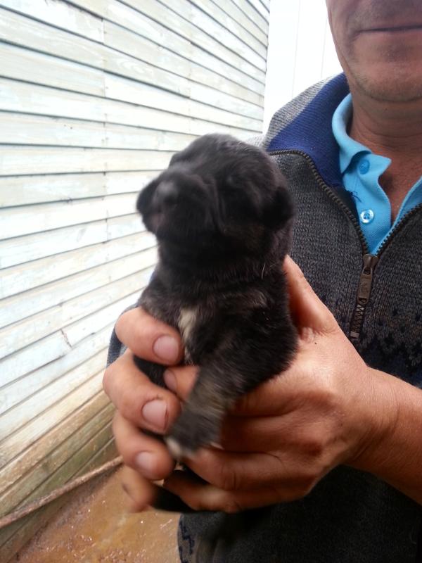 Bonno von der riken | German Shepherd Dog 