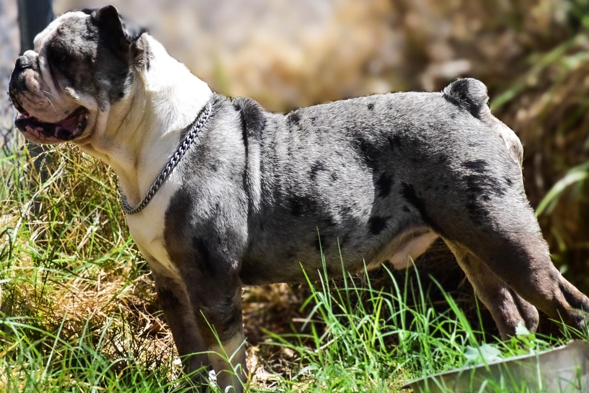 Wide Mouth’s “Smidge” | Olde English Bulldogge 