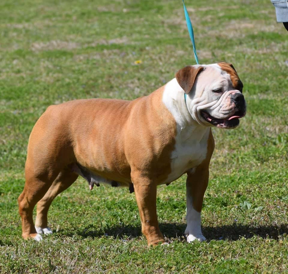 RDD’s Krush | Olde English Bulldogge 