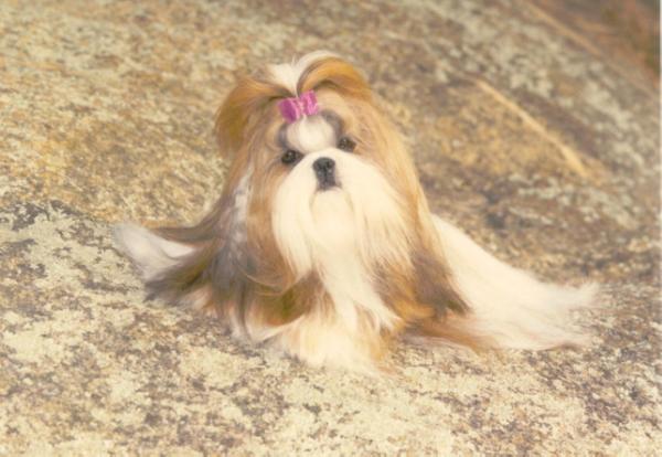 Ming Dynasty's Silk Trader | Shih Tzu 