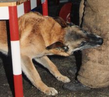 Leos NVBK 21759 | Belgian Malinois 