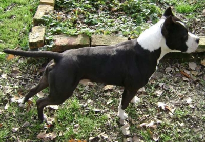 Akton the Dark Soldier | American Staffordshire Terrier 
