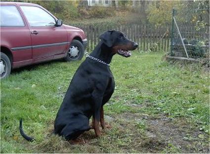 Baron zu Schloss Burgk | Black Doberman Pinscher