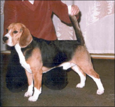 Daragoj STATESMAN | Beagle 