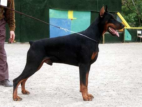 Smart Wood Hills Inton-Archi | Black Doberman Pinscher