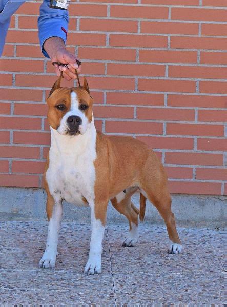Pernales Mel de Romer | American Staffordshire Terrier 
