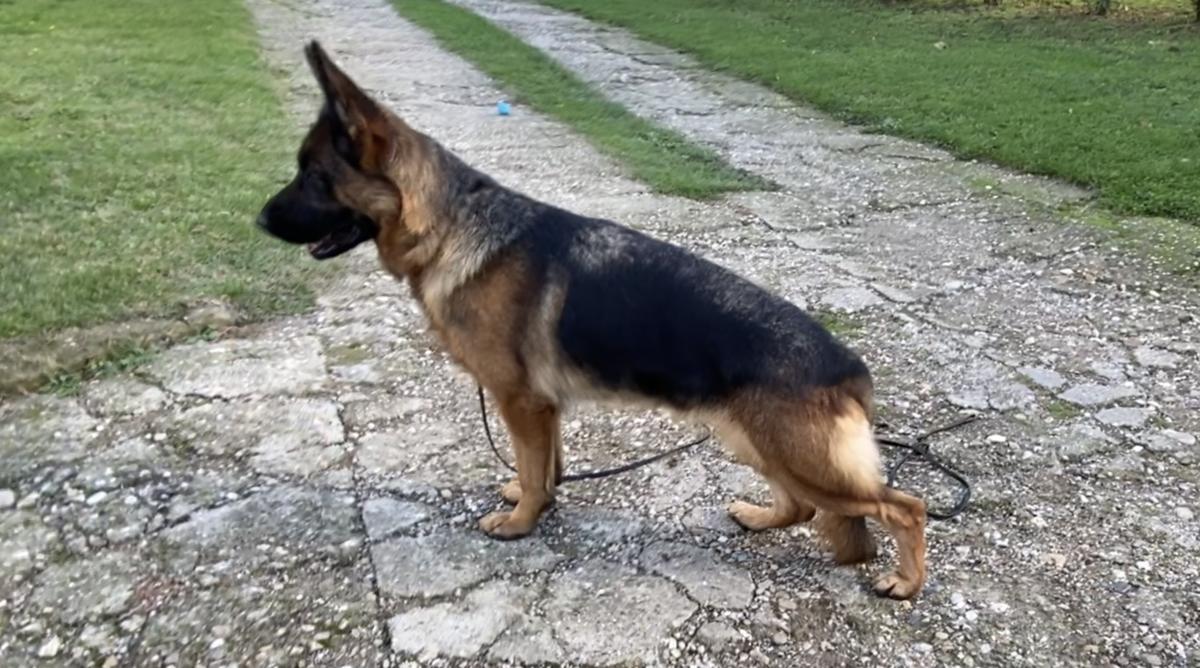 Atina vom Janhaus | German Shepherd Dog 