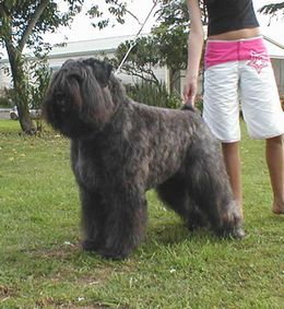 Vanstavast Talent Scout | Bouvier des Flandres 