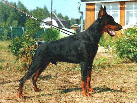 Smart Wood Hills Lel | Black Doberman Pinscher