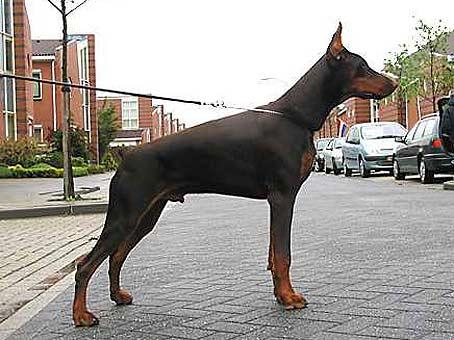 Smart Wood Hills Likhodey | Brown Doberman Pinscher