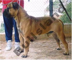 Bullsland Alpha J-Bond | Bullmastiff 