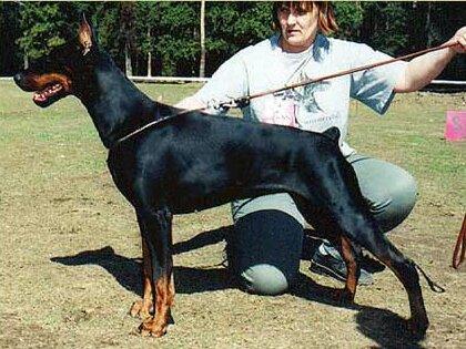 Smart Wood Hills Lucia | Black Doberman Pinscher