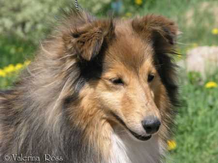 Art Felicity Stormy At Valerina Ross | Shetland Sheepdog 