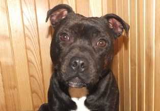 BAJA JUODASIS SAFYRAS | Staffordshire Bull Terrier 