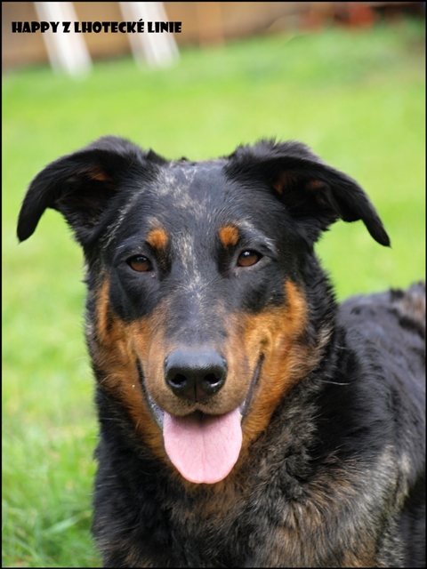 Happy Z Lhotecké linie | Beauceron 