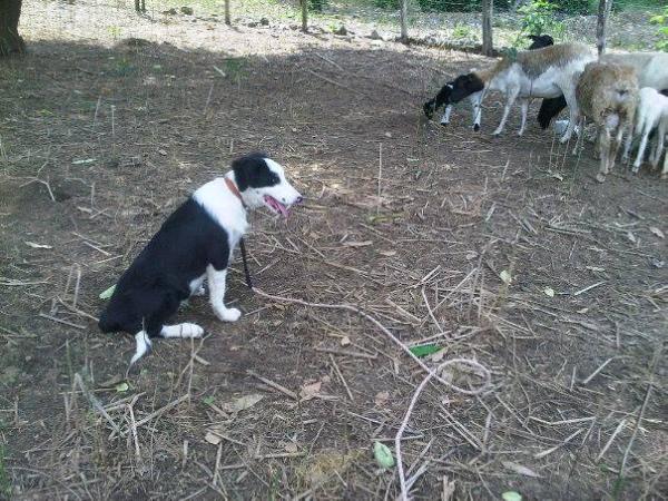 AMIGO De Las Jotas | Border Collie 