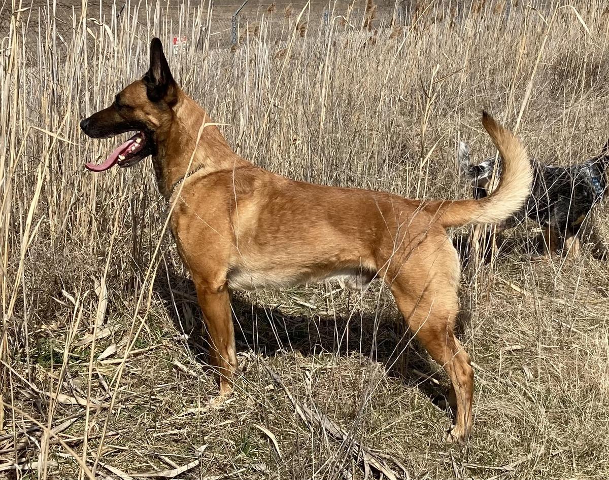 Voodoo Shark of the Bayou | Belgian Malinois 