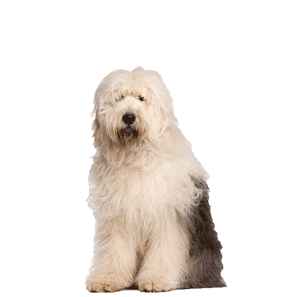 Old English Sheepdog