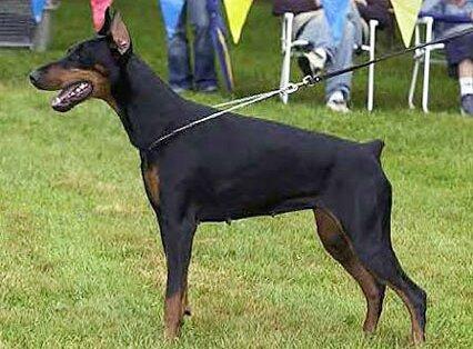 Smart Wood Hills Lady Leech | Black Doberman Pinscher