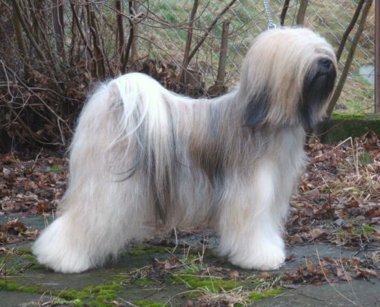 WANGTHANG LHEMI TARA | Tibetan Terrier 