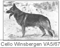 Cello aus den Winsbergen | German Shepherd Dog 