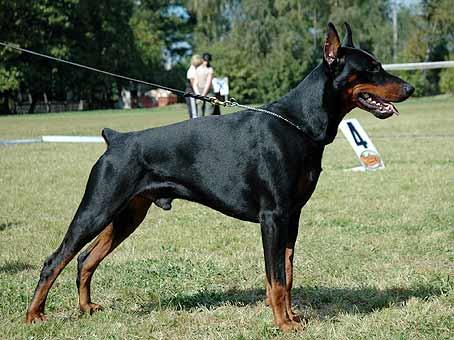 Smart Wood Hills Absolut | Black Doberman Pinscher