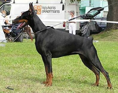 Smart Wood Hills Beretta | Black Doberman Pinscher