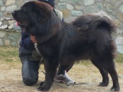 Sina Vanilla Bohemia Siraque | Tibetan Mastiff 