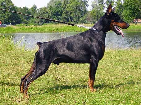 Smart Wood Hills Kloss | Black Doberman Pinscher