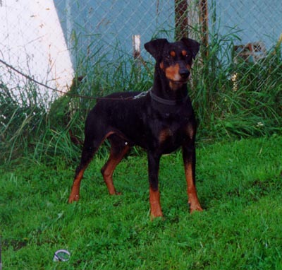 MAGELLAN von der Barenburg | German Pinscher 