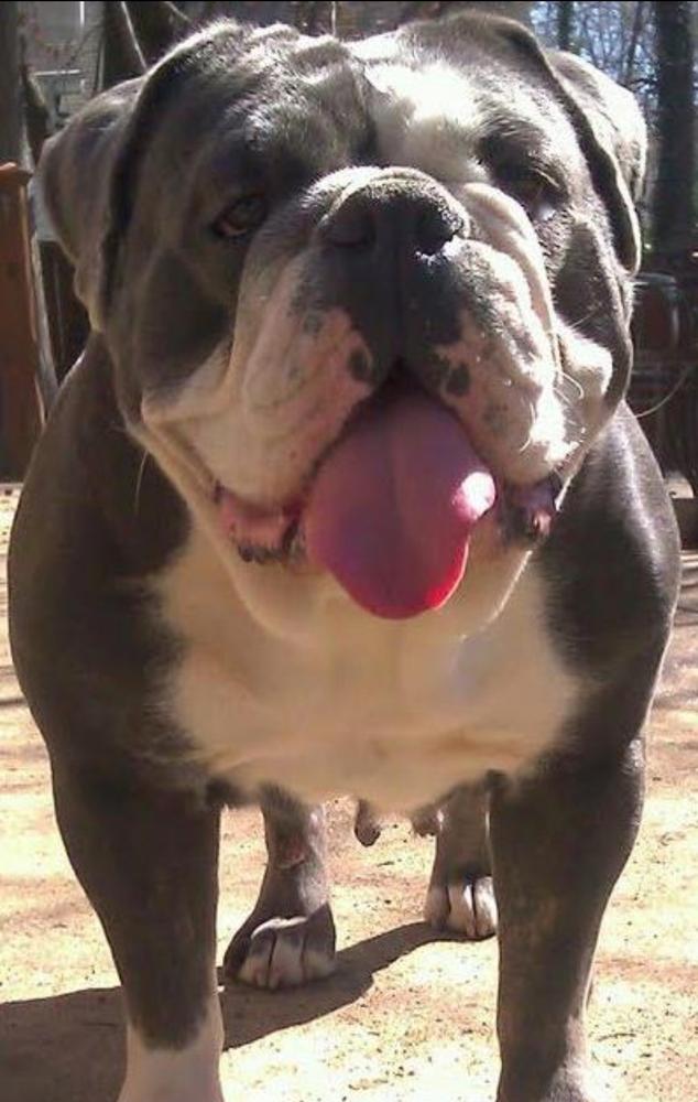 Carolina Blue's Leona Sapphire | Olde English Bulldogge 