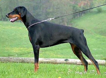 Smart Wood Hills Djona | Black Doberman Pinscher