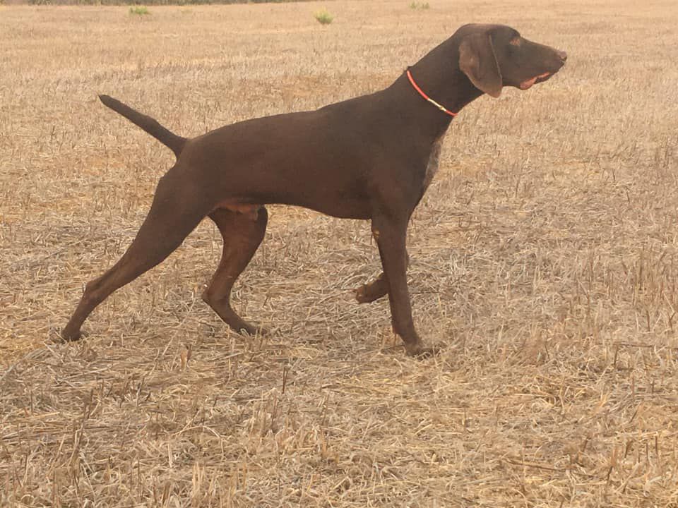 Omega D'Alenventos | German Shorthaired Pointer 