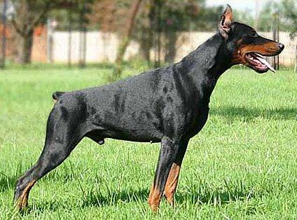 Smart Wood Hills Forester | Black Doberman Pinscher