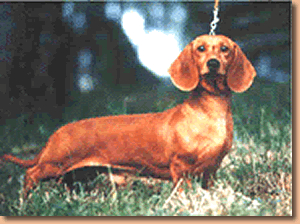 Dongiovanni del Mamalgio | Dachshund 