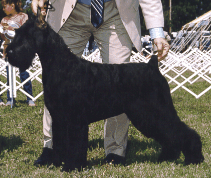 Keystone's Mikala v Indeed | Giant Schnauzer 