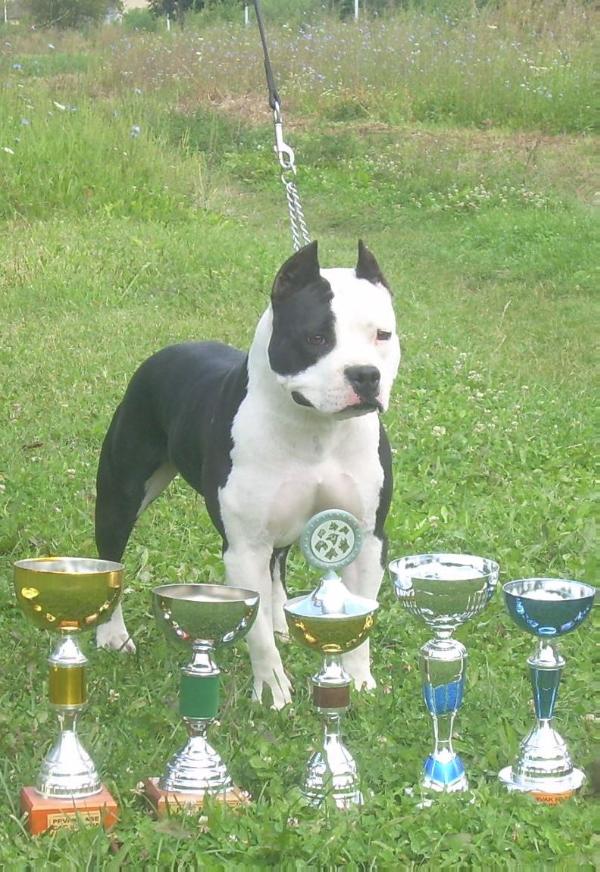 Carbon Lady Of Skywalkeramstaff | American Staffordshire Terrier  Carbon Lady Of Skywalkeramstaff | American Staffordshire Terrier