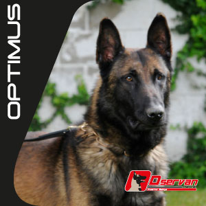 Optimus (Dservan) | Belgian Malinois 
