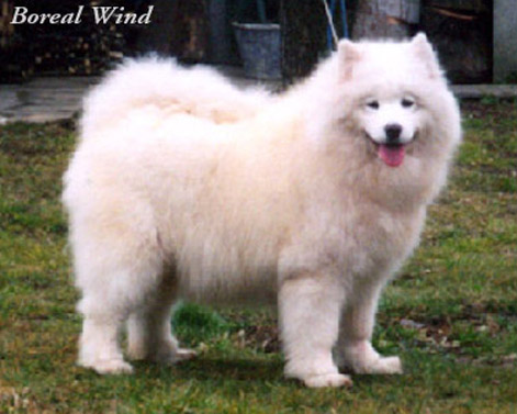 Aurora Boreal Di Casa Kaly | Samoyed 