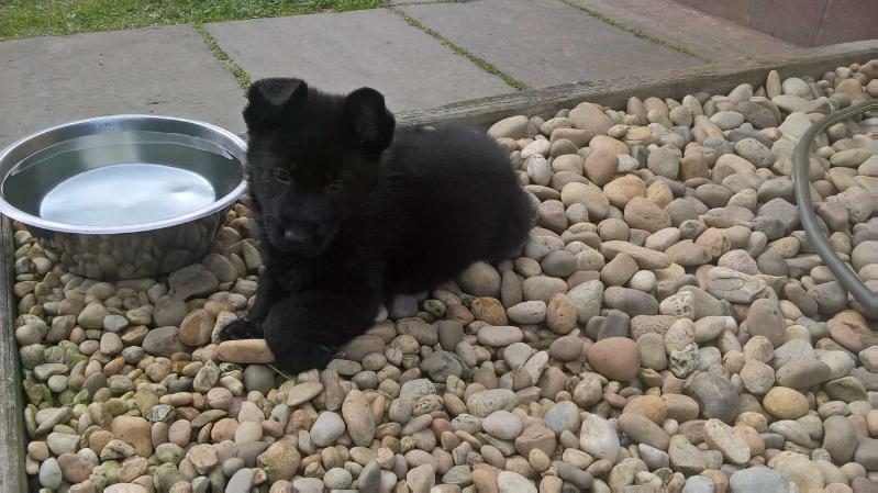 Fanta de Abrego | German Shepherd Dog 