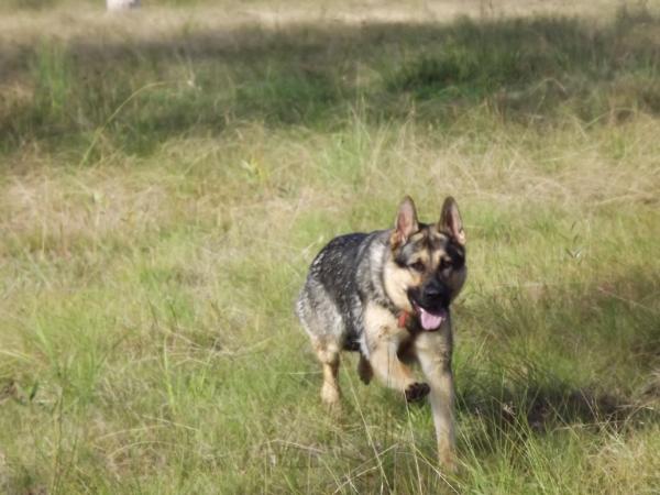 Rangerdowns Aphrodite | German Shepherd Dog 