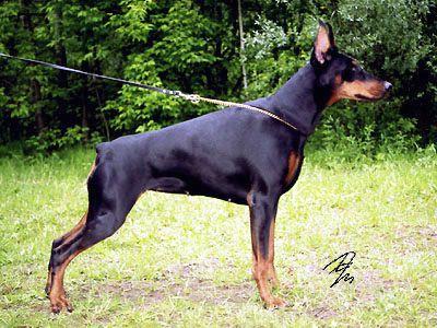 Koncepciya iz Zoosfery | Black Doberman Pinscher