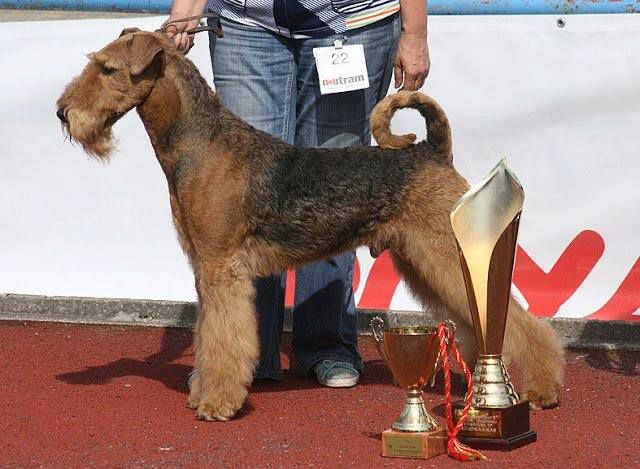 Katherina's Land Quite So | Airedale Terrier 