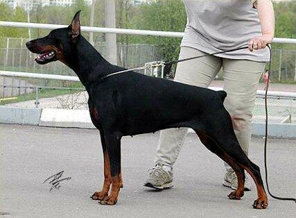 Smart Wood Hills Glenmorangie | Black Doberman Pinscher