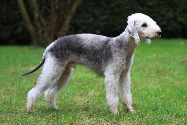 Granlasco Sgt. Peppers | Bedlington Terrier 