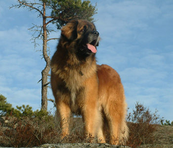 Skjaergaardens Cool Indigo | Leonberger 