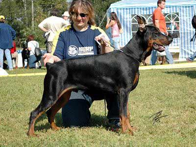 Smart Wood Hills Harley Davidson | Black Doberman Pinscher